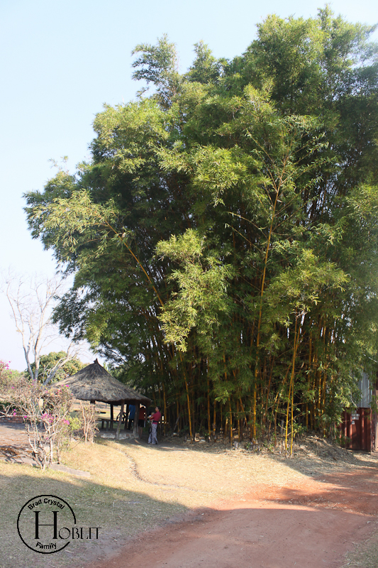 Bamboo crop