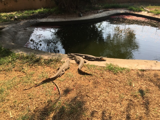 Juvenile Nile Crocodiles.